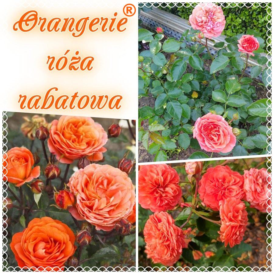 Orangerie róże rabatowe kol